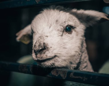 Çiftlikteki kuzunun yakın çekimi.