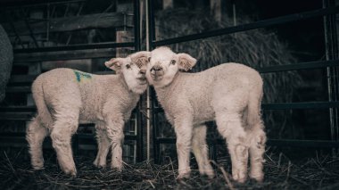 Çiftlikteki kuzunun yakın çekimi.