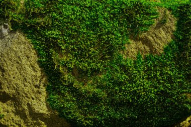 Beyaz zemin üzerinde yeşil yosunlarla kaplı büyük bir taş..