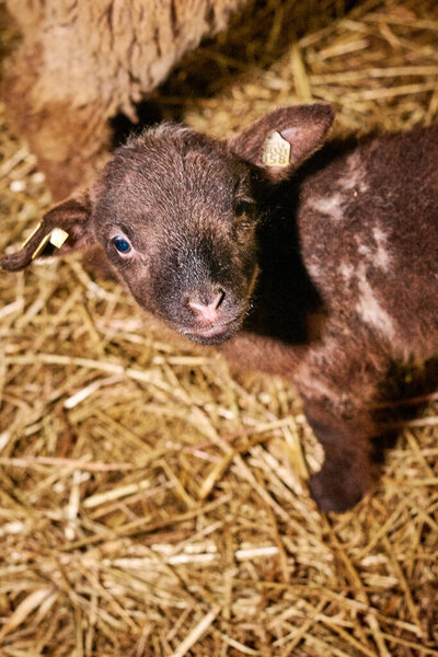 a closeup shot of a lamb in a farm