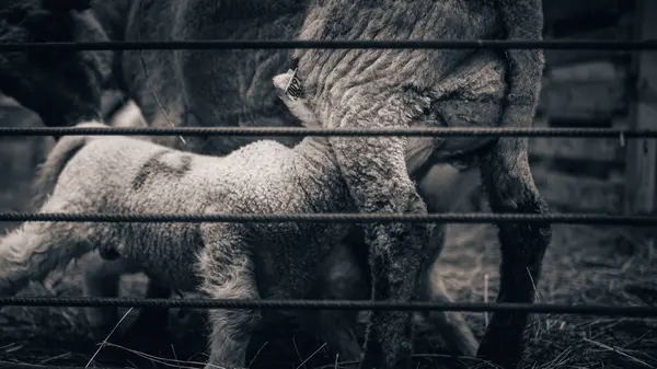 Egy Közeli Kép Egy Bárányról Egy Farmon — Stock Fotó