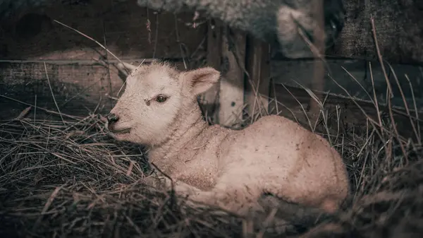 小羊羔在农场里的特写镜头 — 图库照片