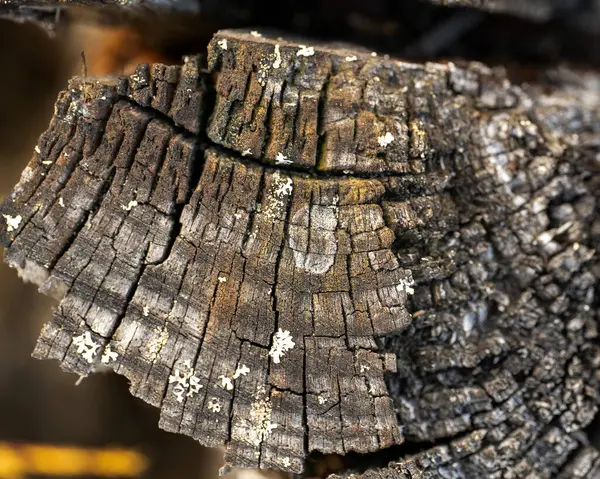 Makro Zdjęcie Starego Drewnianego Kłody Zamazanym Tłem — Zdjęcie stockowe