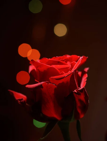 花园里美丽的红玫瑰 — 图库照片