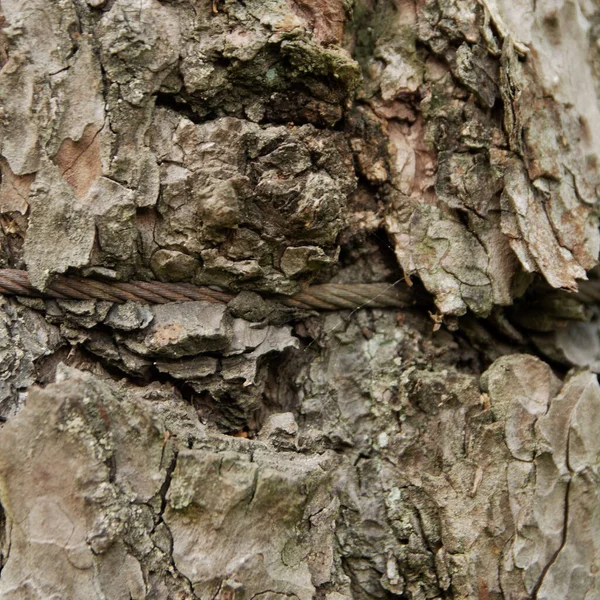 Metal Dikenli Tellerde Ağaç Gövdesi — Stok fotoğraf