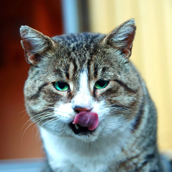 แมวส เทาท ตาส ยวบนพ นหล — ภาพถ่ายสต็อก