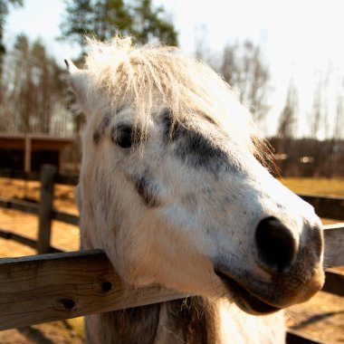 Çiftlik arazisindeki atların kameraya bakışları.