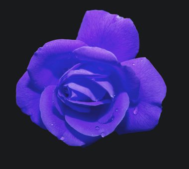 blue rose üzerine beyaz izole