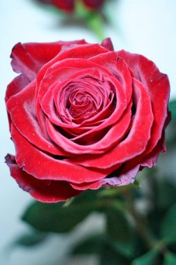 Beyaz arkaplanda güzel kırmızı gül çiçeğinin yakın görüntüsü