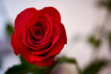 Vazoda kırmızı gül.