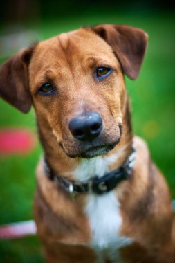 Meraklı Jack Russel terrier köpek arıyorum dalgın. Oturma ve aşağı bakıyor. Beyaz arka plan