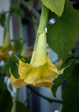 sarı ve yeşil çiçekler ev bahçesinde