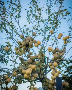 Olgun meyvelerin bir ağaç dalına yakın çekimi.