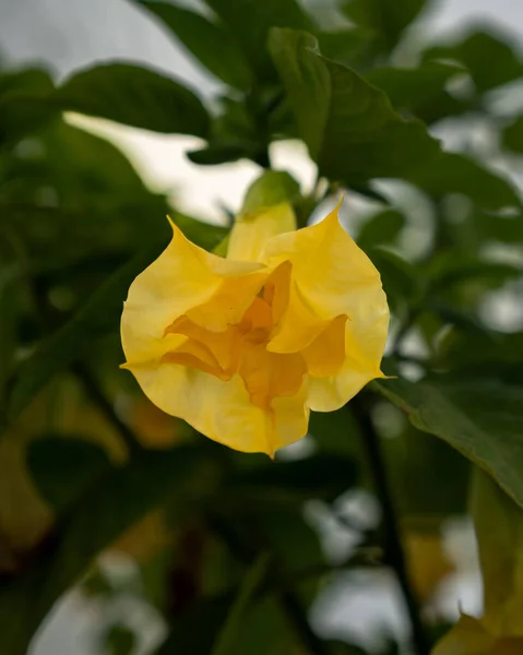 Yellow Green Flowers Home Yard — Stock Photo, Image