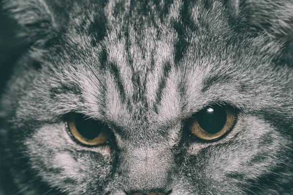 Nahaufnahme Von Niedlichen Pelzigen Katze — Stockfoto