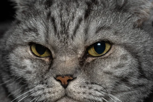 Retrato Gato Británico Con Ojos Azules Cerca Arriba —  Fotos de Stock