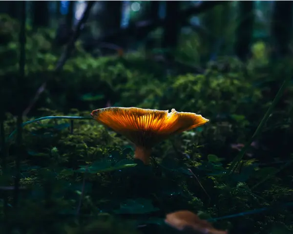 Vacker Höstskog Med Löv — Stockfoto