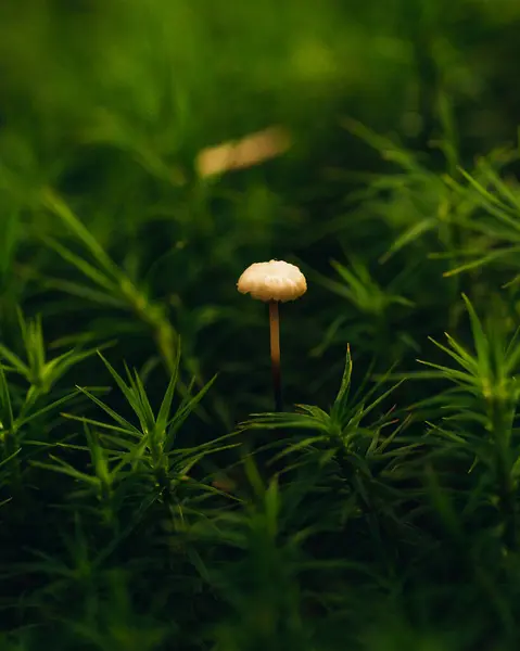 Mushroom Growing Forest — Stock Photo, Image
