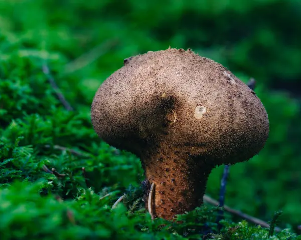 在树林里的蘑菇 — 图库照片