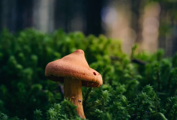 树桩上的蘑菇 — 图库照片