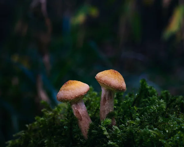 Mushroom Nature Forest Autumn Fungus Grass Fungi Green Macro Moss — Stock Photo, Image