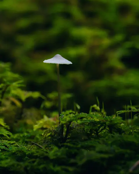 在森林模糊的背景上垂直拍摄的绿色蘑菇特写照片 — 图库照片