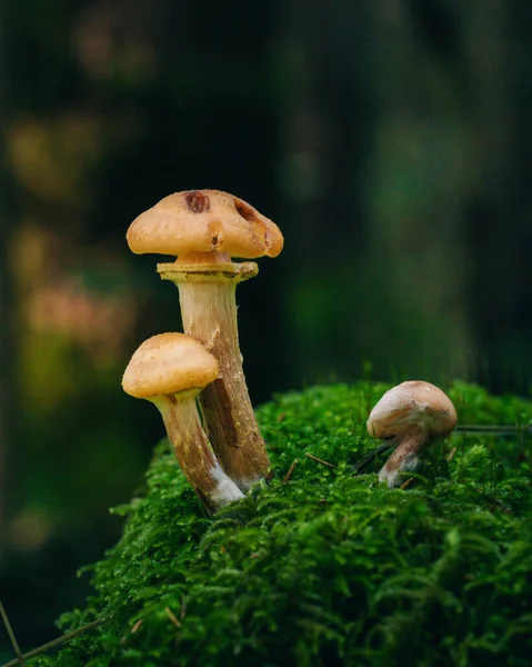 Mushroom Growing Moss Close — Stock Photo, Image