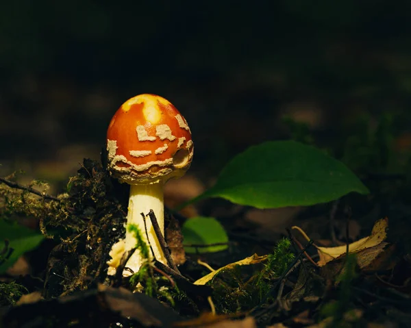 Červená Houba Lese — Stock fotografie