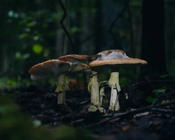 Mushroom Forest Close — Stock Photo, Image