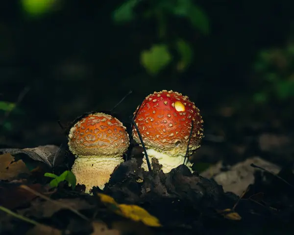 Mushrooms Forest Background — Stock Photo, Image