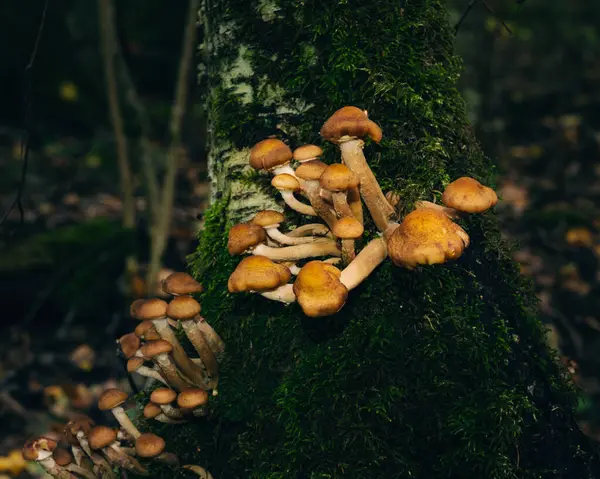 密密麻麻的森林里的蘑菇 — 图库照片