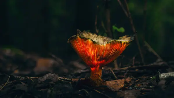 Roter Pilz Auf Einem Waldhintergrund — Stockfoto