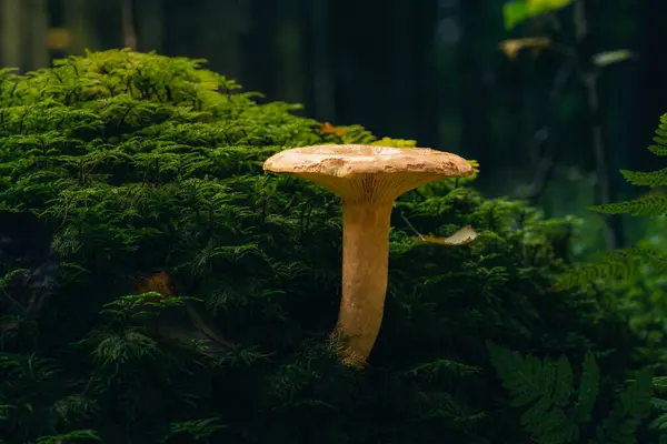 Closeup Shot Beautiful Mushroom Growing Forest — Stock Photo, Image