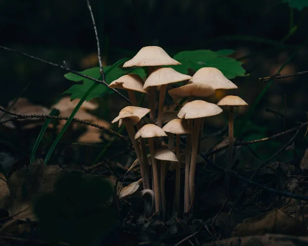 Mushrooms Tree — Stock Photo, Image