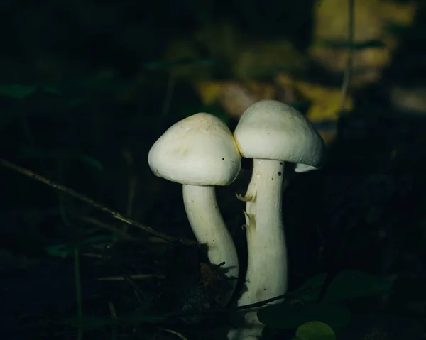 White Mushrooms Forest — Stock Photo, Image