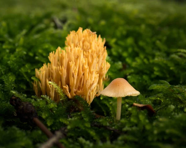 森林里苔藓上的黄色毒凳 — 图库照片
