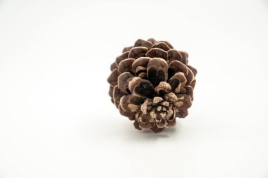 Beyaz arkaplanda çam kozalağı izole