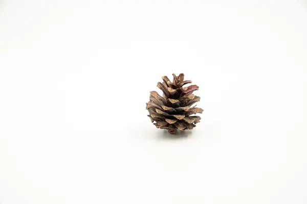 Pine Cone White Background — Stock Photo, Image