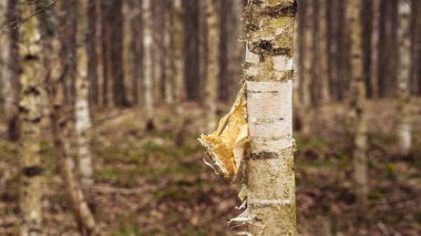 Ormandaki ağaç gövdesi