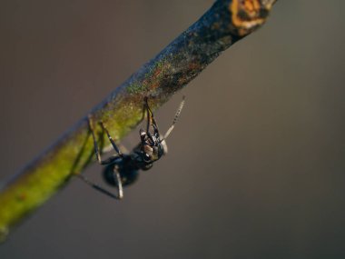 üzerindeki yaprak siyah yusufçuk