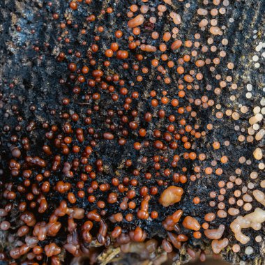 Ormandaki mantarların yakın çekimi.