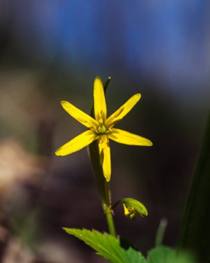 Bahçedeki güzel çiçekler