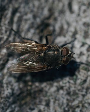 doğada fly