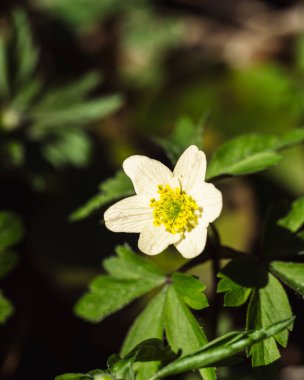 Bahçedeki güzel beyaz çiçekler.