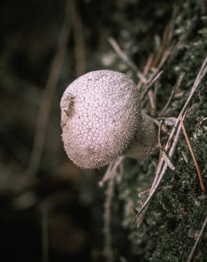 Ormandaki beyaz bir mantarın yakın görüntüsü