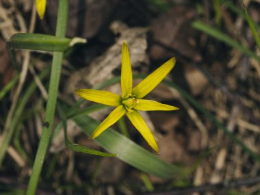 Bahçede büyüyen güzel çiçekler, yakın plan
