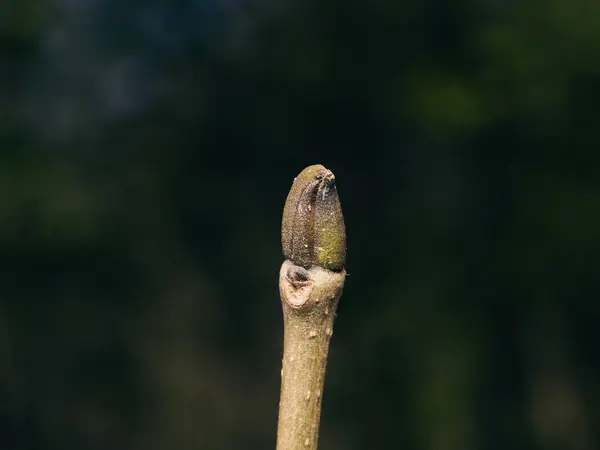 stock image close-up of a beautiful bud on a branch in spring