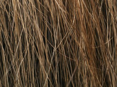 Kuru çimen dokusu. soyut arkaplan, doku, kapat.