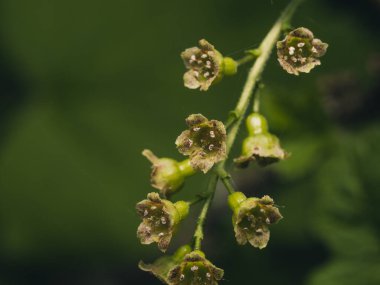 Taze taze çiçekleri kapatın.
