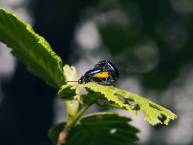 Yeşil yapraklı kara böcek.